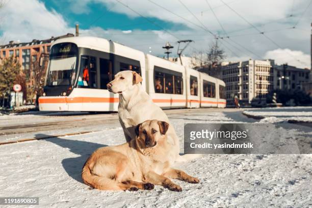 eskisehir winter landscapes and dogs - eskisehir stock pictures, royalty-free photos & images