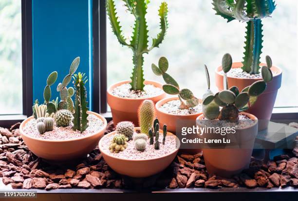 cactus and succulent plants growing near window - wood ledge stock pictures, royalty-free photos & images