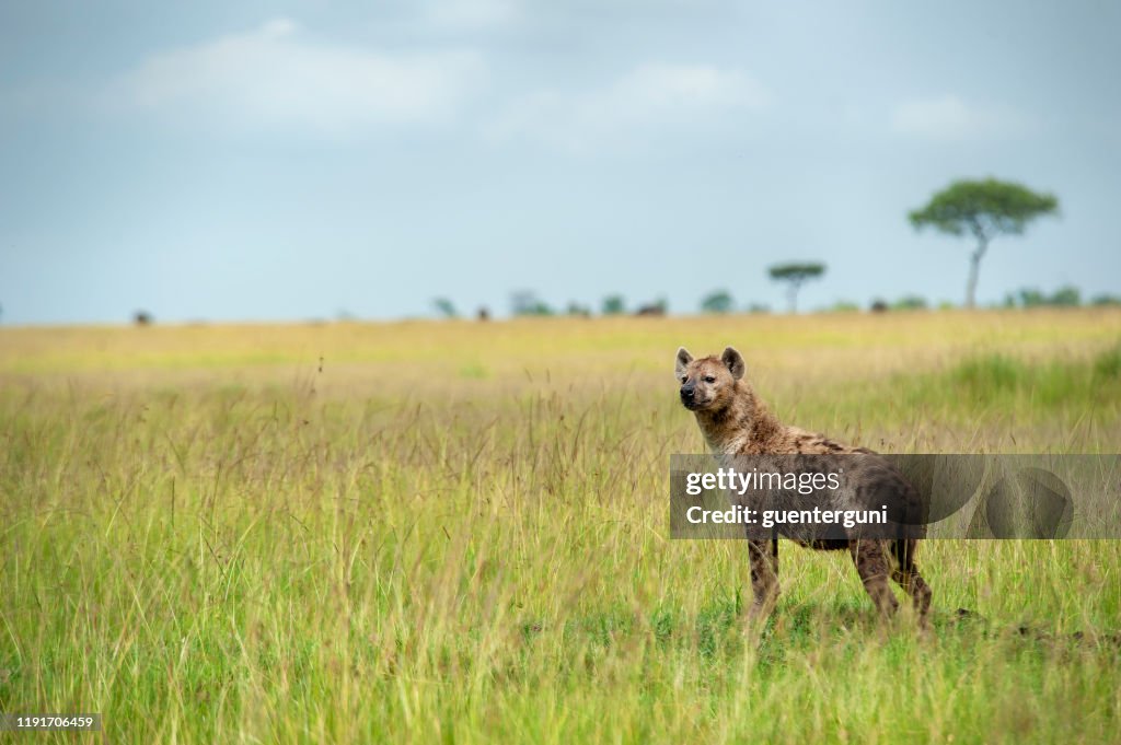 Gefleckte Hyäne (Crocuta crocuta) in den grünen Ebenen der Serengeti
