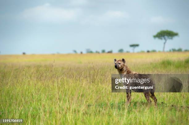 fläckig hyena (crocuta crocuta) i de gröna slätterna i serengeti - hyena bildbanksfoton och bilder