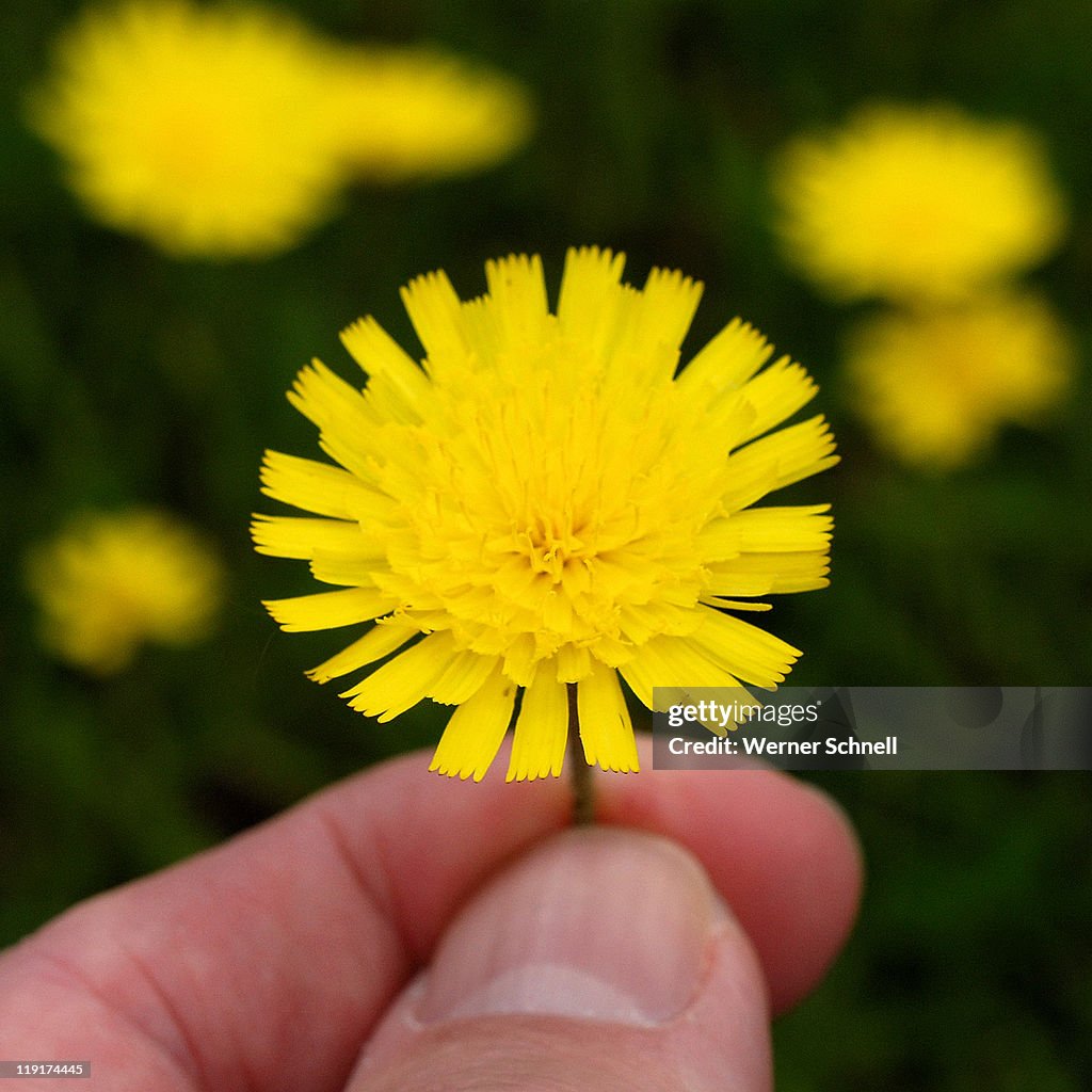 Only  little yellow flower