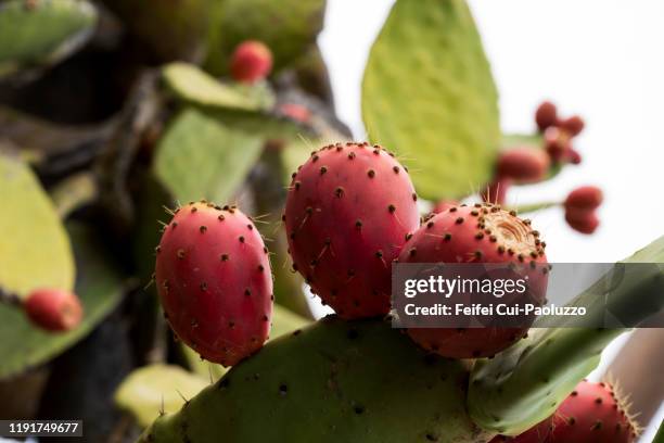 cactus and prickly pear at el pinar, el hierro, spain - tunas fotografías e imágenes de stock