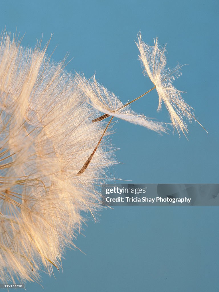 Close up of seeds on wishing weed