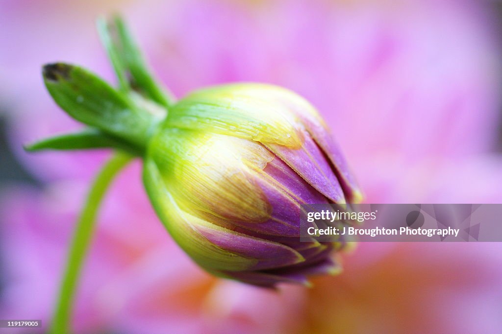 Colorful dahlia bud
