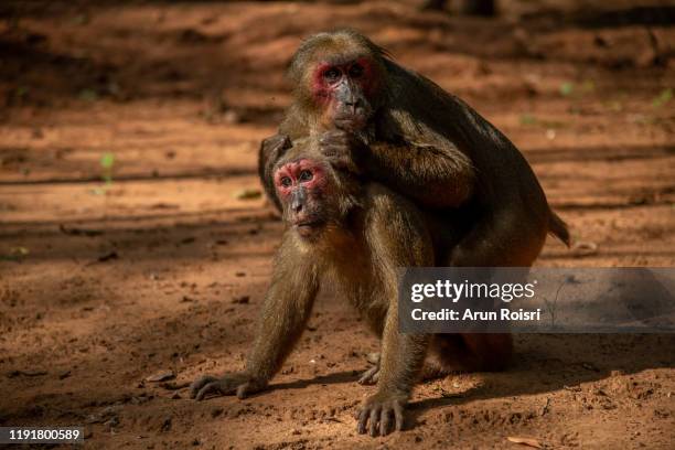 Monkey Repoduction 750 Monkey Breeding Stock Photos, High-Res Pictures, and Images - Getty ...
