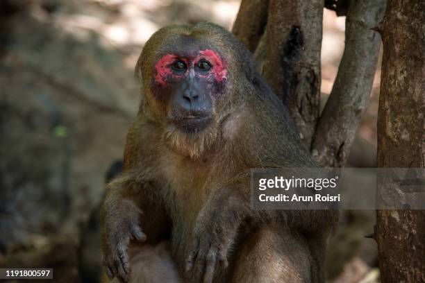 stump-tailed macaque, bear macaque (macaca arctoides) - macaque fight stock-fotos und bilder