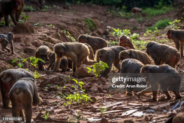 Monkeys Hunted 648 Monkey Hunting Stock Photos, High-Res Pictures, and Images - Getty ...