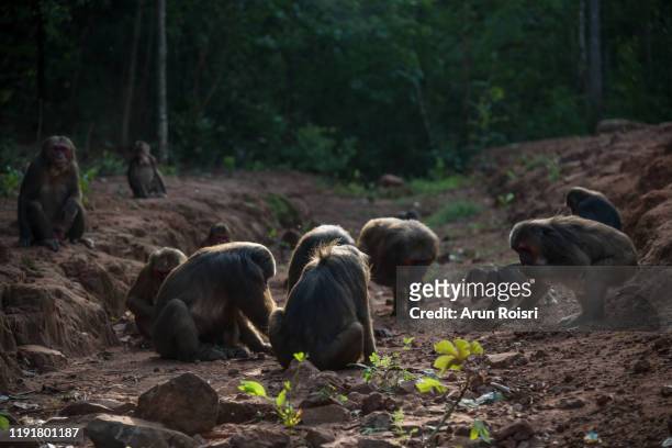 group of stump-tailed macaque, bear macaque (macaca arctoides) eat and rest during a quiet sunny evening at phetchaburi province, khao kapook khao tormoor non-hunting area, thailand - macaque fight stock-fotos und bilder