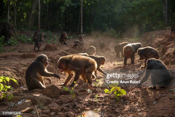 Monkeys Hunted 648 Monkey Hunting Stock Photos, High-Res Pictures, and Images - Getty ...
