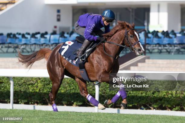 December 4 : Japanese runner Admire Mars exercises at Sha Tin Racecourse on December 4, 2019 in Hong Kong.