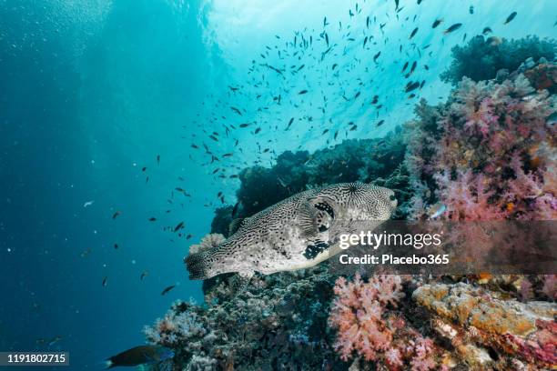 giant puffer fish (arothron stellatus) on underwater coral reef - arothron puffer stock pictures, royalty-free photos & images