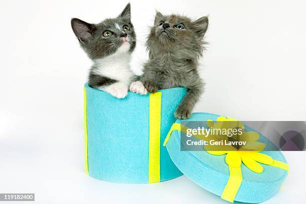 two kittens in gift box looking up - cat in box stock pictures, royalty-free photos & images