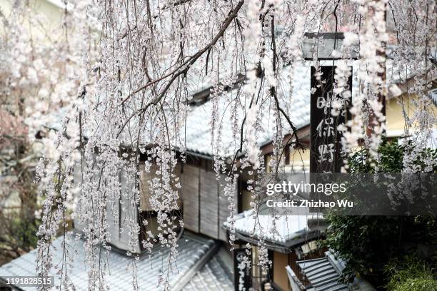 Cherry blossoms in full bloom at Kiyomizu Temple on March 28, 2019 in Kyoto, Japan.