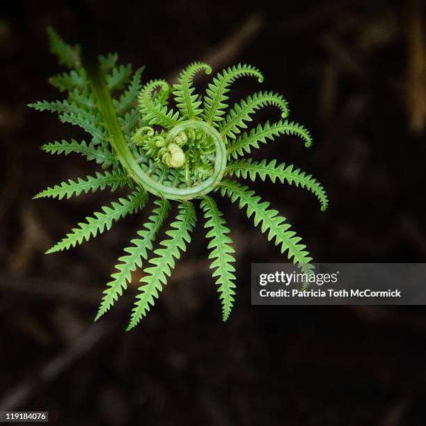 fresh green fern - fronda fotografías e imágenes de stock