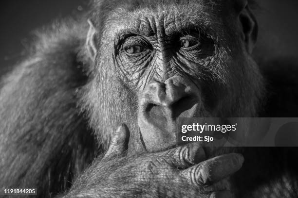 gorilla female (gorilla gorilla gorilla) close up portrait. - gorilla face stock pictures, royalty-free photos & images