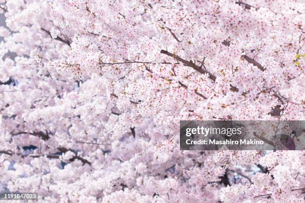 cherry blossoms - cerezos en flor fotografías e imágenes de stock
