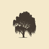 Willow or Birch, hand drawn silhouette. Vector sketch of deciduous tree.