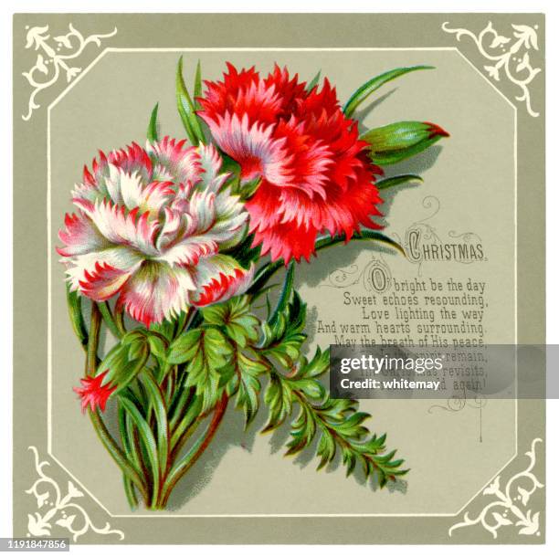 ilustraciones, imágenes clip art, dibujos animados e iconos de stock de tarjeta de navidad victoriana con claveles y helechos, 1880 - carnation flower