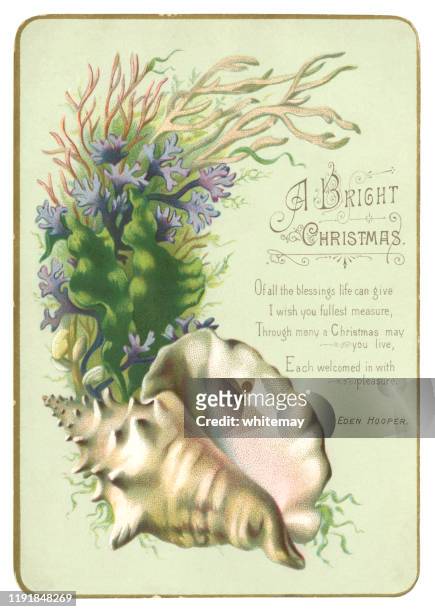 viktorianischen weihnachtskarte mit muschel und algen, 1884 - 1884 stock-grafiken, -clipart, -cartoons und -symbole