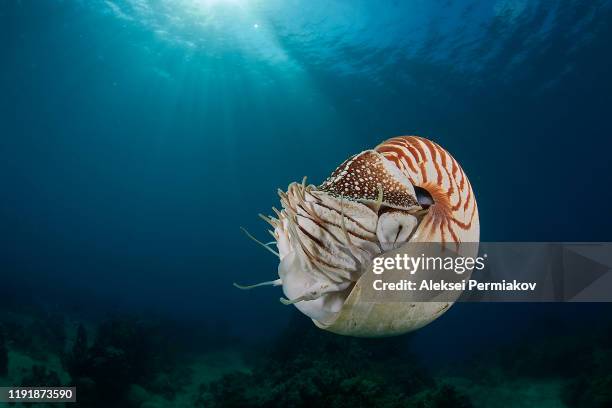 nautilus - molusco taxonomia da fauna imagens e fotografias de stock