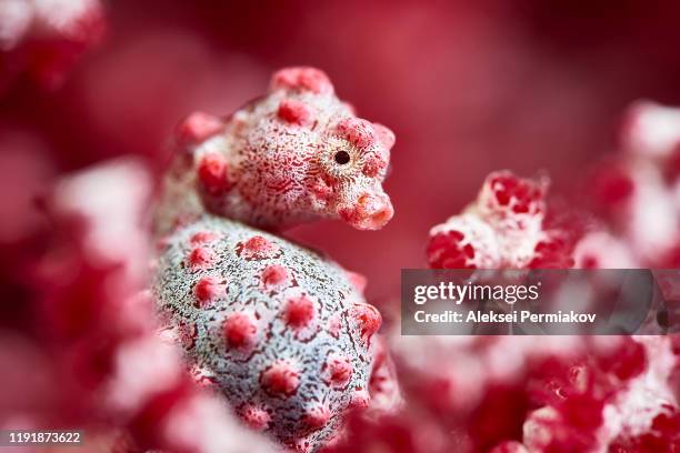 pygmy seahorse - camouflage animal stock-fotos und bilder