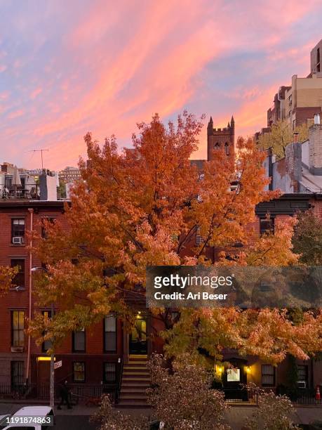 fall colors in sunset - autumn in new york foto e immagini stock