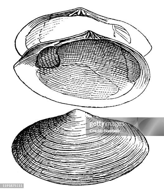 tellina plenata fossil - conch shell stock illustrations