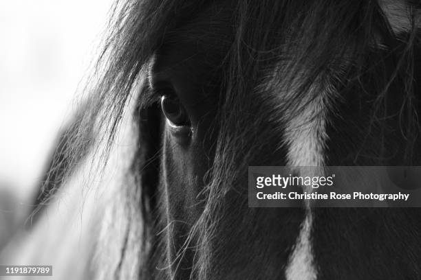 the window to the soul - horse pictures stock pictures, royalty-free photos & images