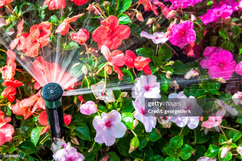 Automatic watering of flowering plants