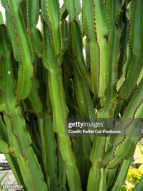 euphorbia candelabrum cactus at la restinga, el hierro, spain - hierro stock pictures, royalty-free photos & images