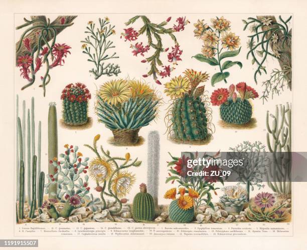 illustrazioni stock, clip art, cartoni animati e icone di tendenza di cacti, cromotitografo, pubblicato nel 1900 - piante grasse