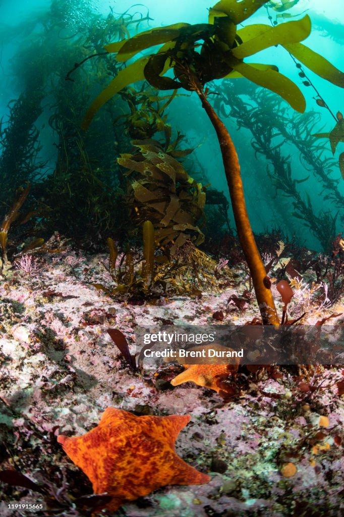 Reef Scene with Palm Kelp and Bat Stars