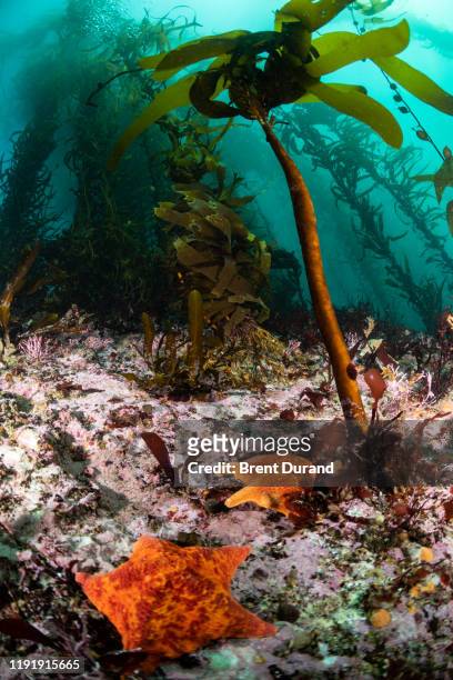 reef scene with palm kelp and bat stars - batstar stock pictures, royalty-free photos & images
