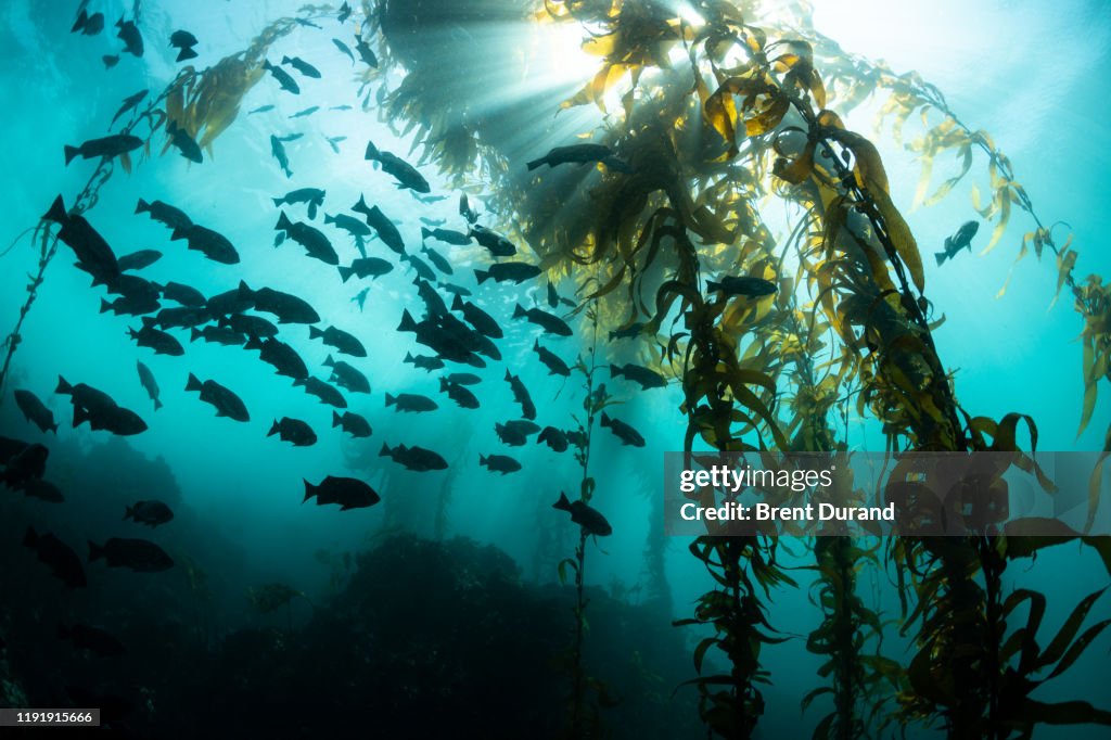 Blue Rockfish and Kelp Silhouetted by Sun