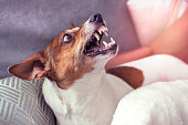 small angry dog shows teeth lie on sofa at home