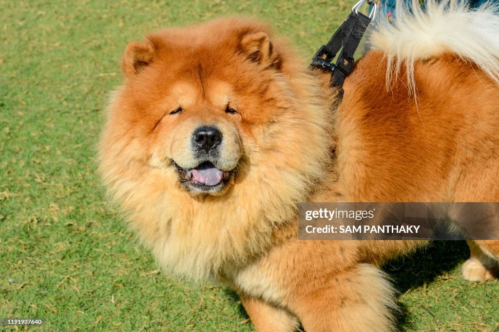 INDIA-ANIMAL-DOG-SHOW