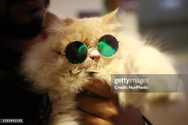 Visitor holds a cat during the first International Cat Show in Dhaka on 5 January 2020.