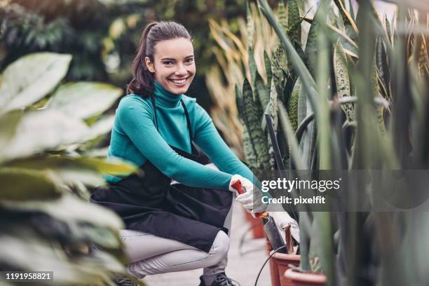 gardener planting tropical plants in the garden center - sansevieria stock pictures, royalty-free photos & images