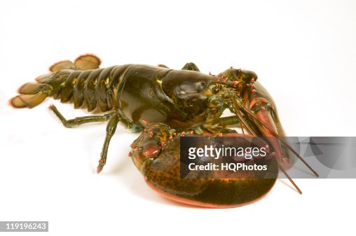 466 Animated Lobster Photos and Premium High Res Pictures - Getty Images