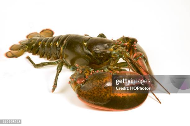 live maine lobster - animal leg stock pictures, royalty-free photos & images