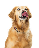 Excited Hungry Golden Retriever Dog Closeup