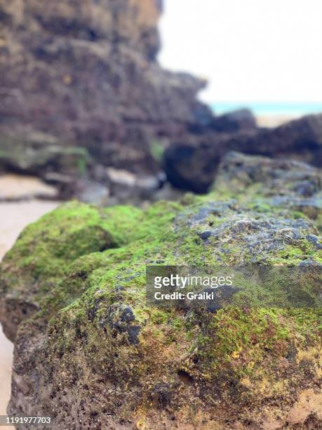 seaweed beach in portimão portugal - algarve underwater stock pictures, royalty-free photos & images