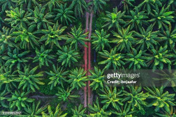 aerial photo of palm trees on morning - óleo de palma imagens e fotografias de stock