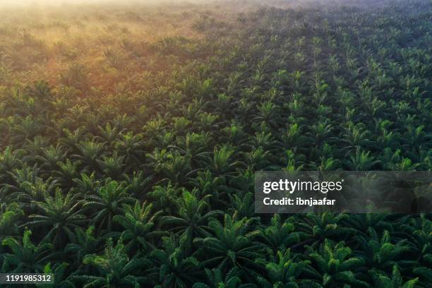 luchtfoto van palmbomen op de ochtend - palm oil stockfoto's en -beelden