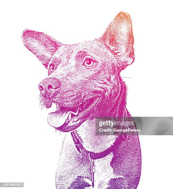 blue heeler, border collie, mixed breed dog mixed breed dog in animal shelter, hoping to be adopted - australian cattle dog white background stock illustrations