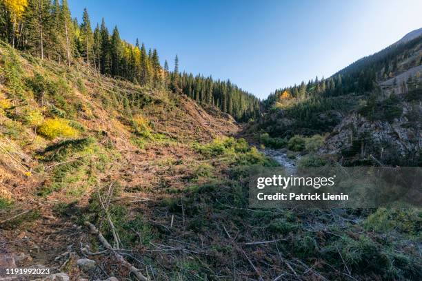 avalanche debris field in the maroon bells-snowmass wilderness - glen haven co stock pictures, royalty-free photos & images