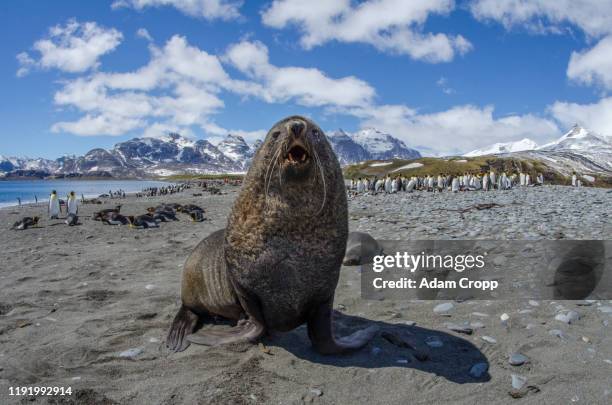 antarctic fur seal - antarctic fur seal stock pictures, royalty-free photos & images