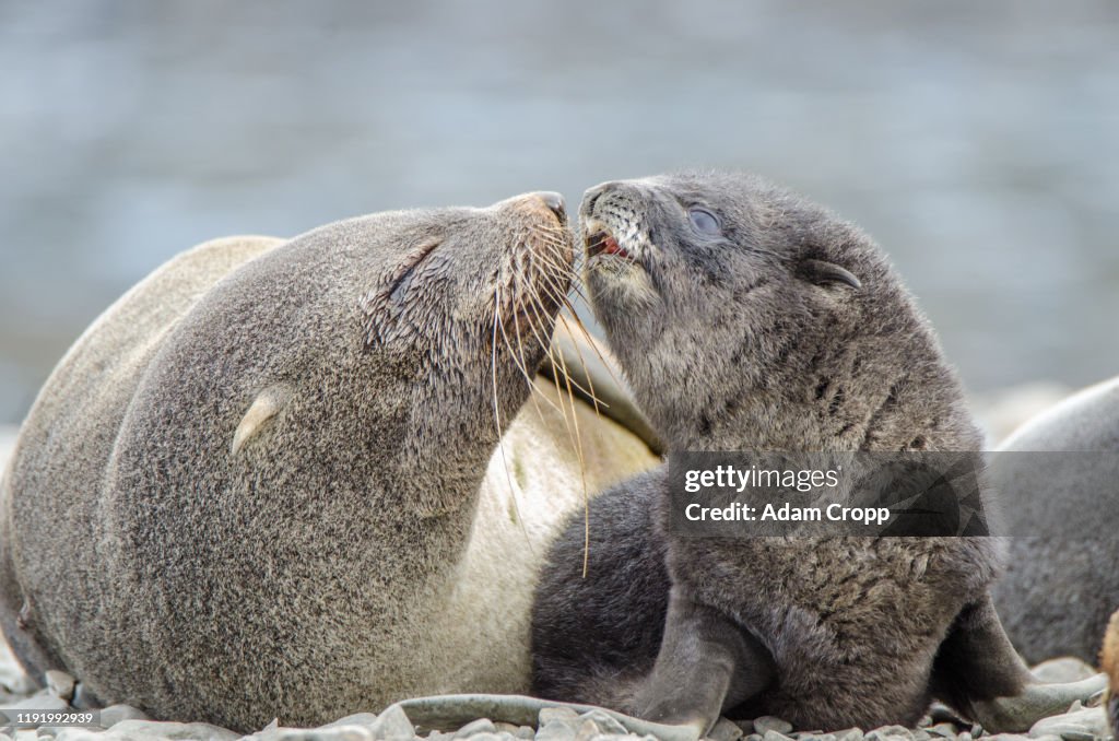 Antarctic Fur Seal
