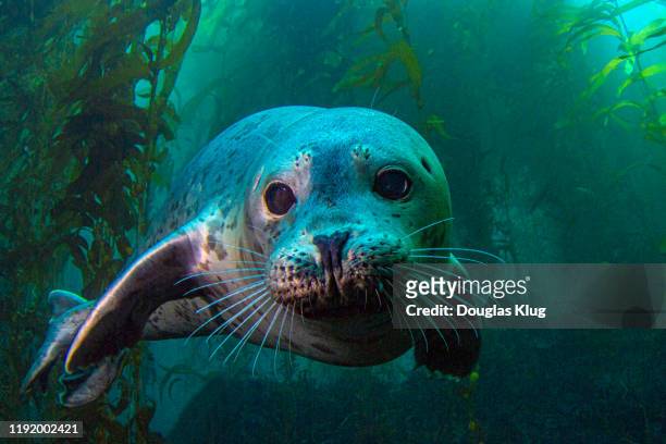 seal4nov15-19 - aquatic organism stock pictures, royalty-free photos & images