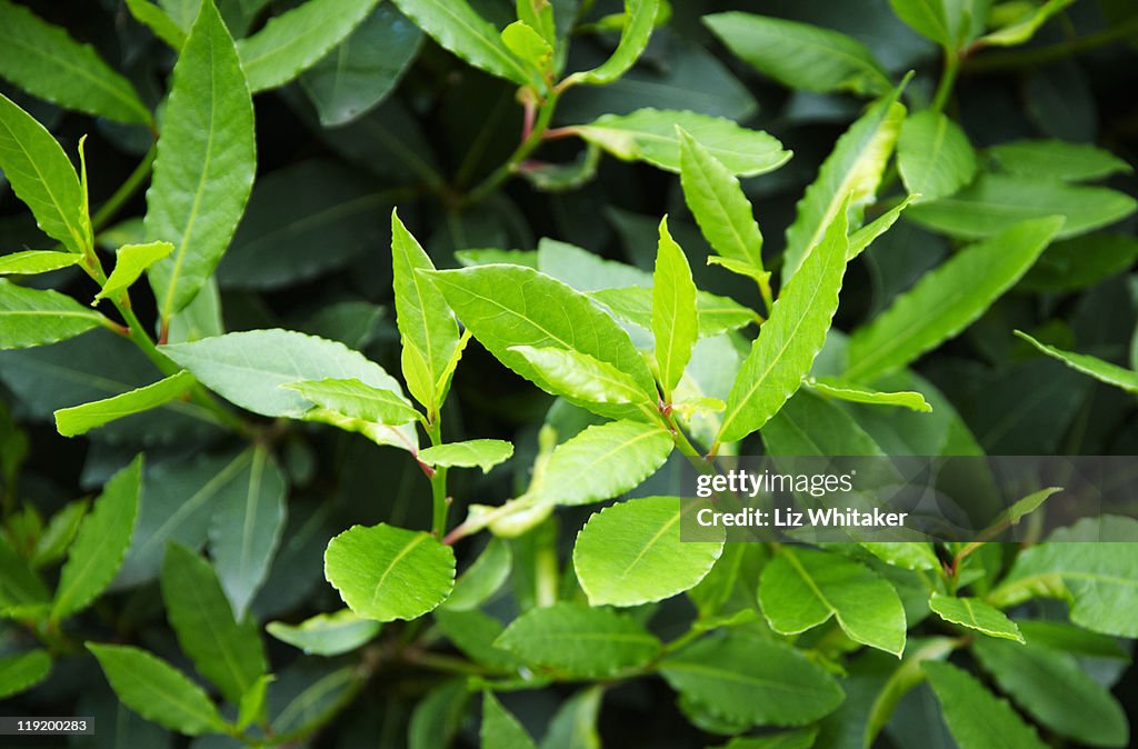 Bay tree, full frame